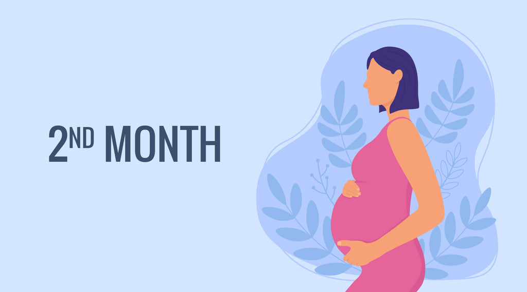 2nd month of pregnancy